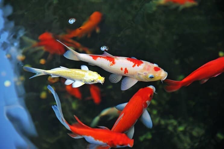 Грижа за Koi Fish