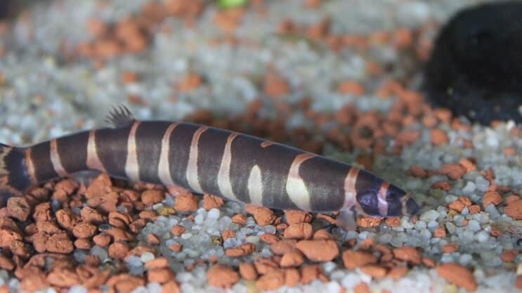 Външен вид на Kuhli Loach