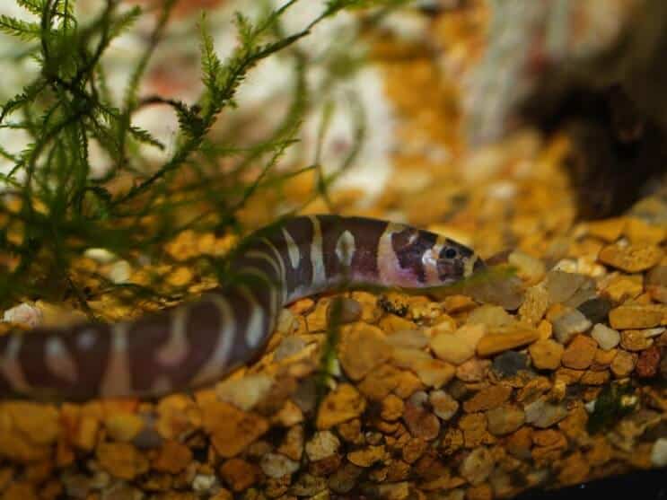 Местообитание на Kuhli Loach