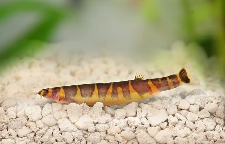 Грижа за кухнята Loach