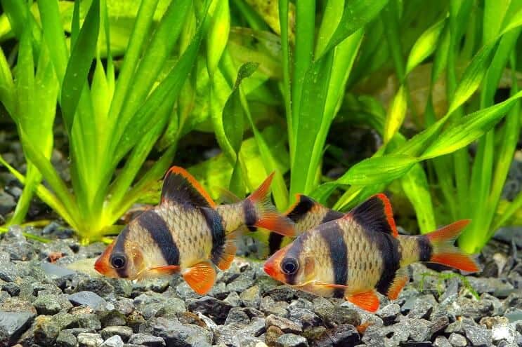 Местообитание на Tiger Barb
