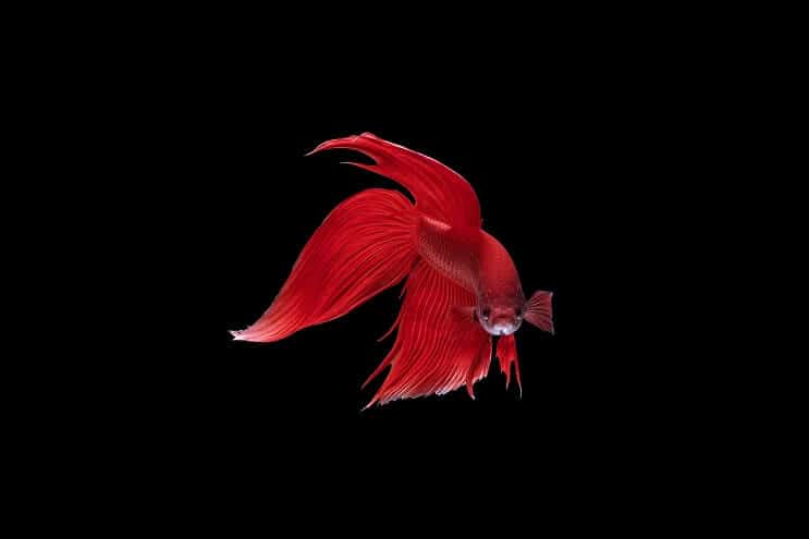 Завеса Betta