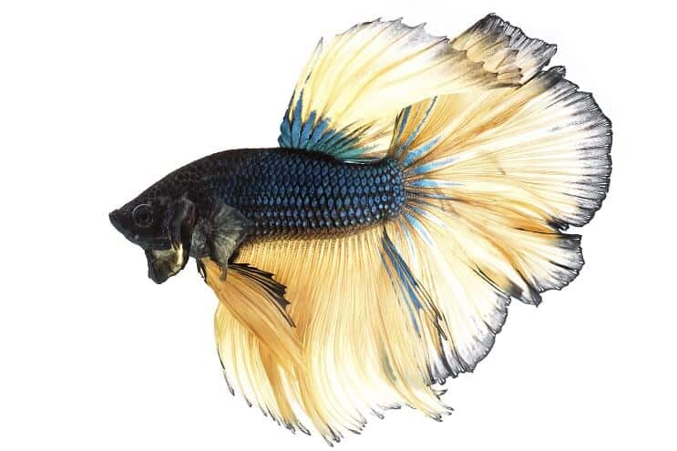 Горчичен газ Betta