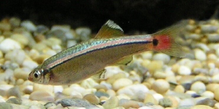 White Cloud Mountain Minnow Преглед