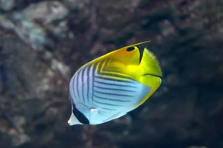 Нишка Butterflyfish