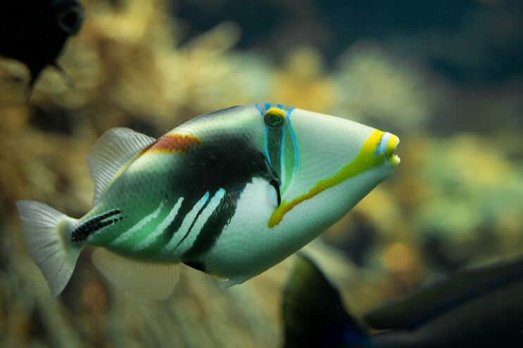 Пикасо Triggerfish