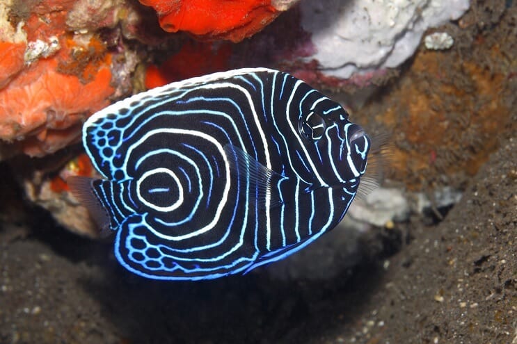 Непълнолетен император Angelfish