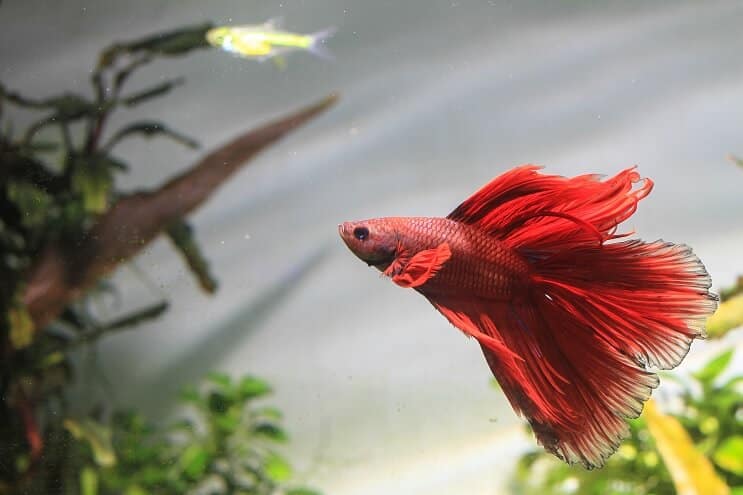 Betta Fish Плуване