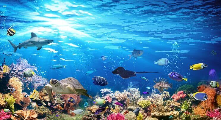 Разнообразие от Sealife
