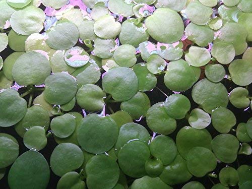 SoShrimp 20+ Plants Amazon Frogbit - Живо сладководно аквариумно плаващо растение