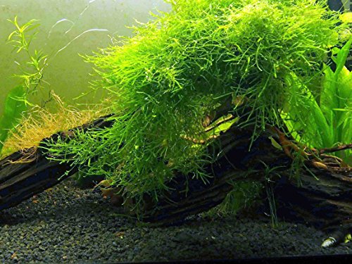 Водни изкуства Java Moss (Голяма порция от 25 квадратни инча) Сладководни аквариумни растения | Java Moss Live Plant за аквариум | Аквариумни растения на живо | Сдвоява се добре с топките на Маримо Мос в засадения аквариум