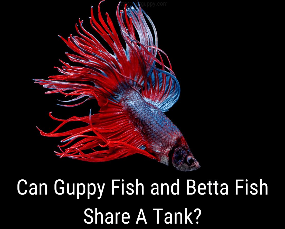 Могат ли Guppy Fish и Betta Fish да споделят резервоар?
