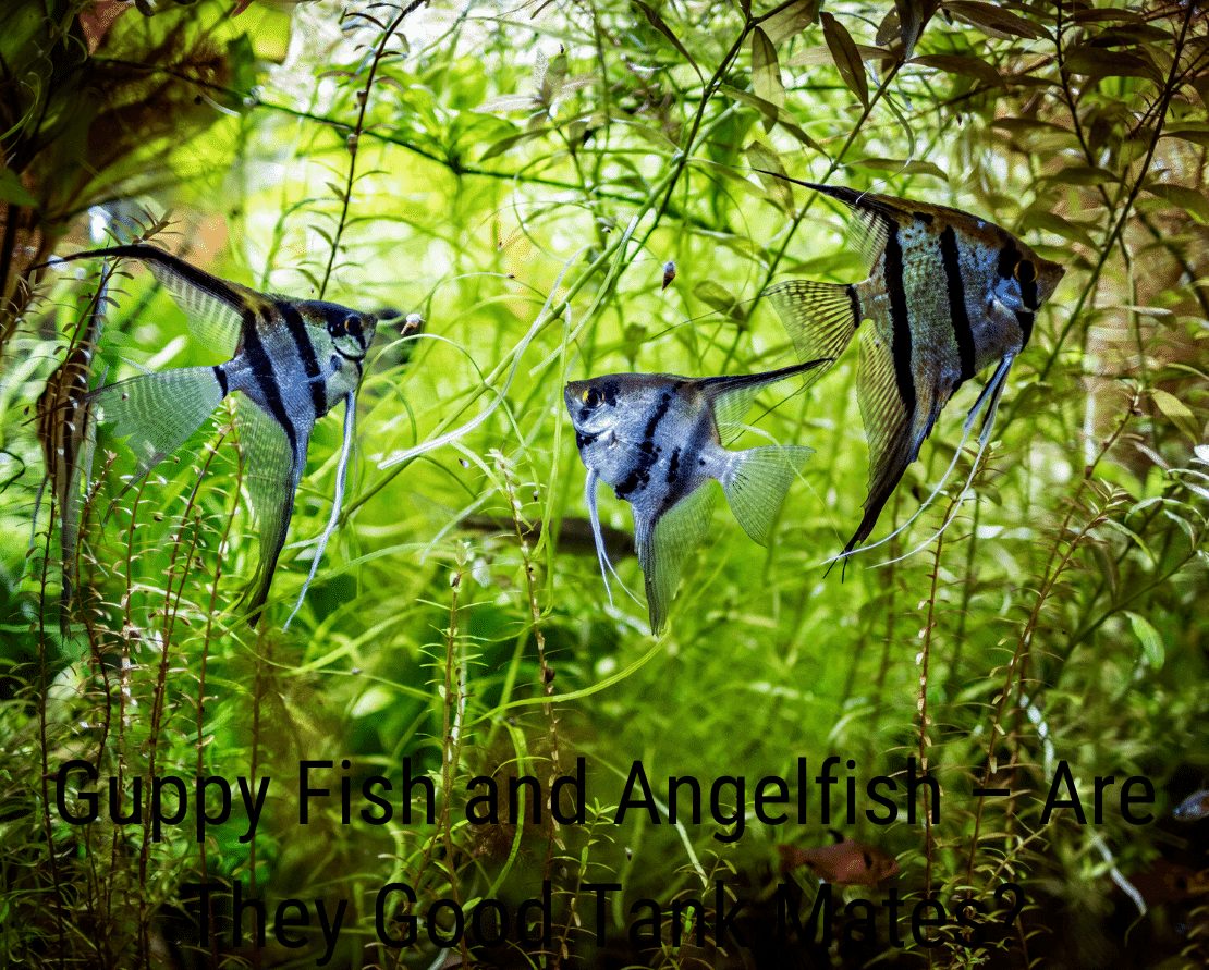 Guppy Fish и Angelfish - Добри ли са танкови партньори?