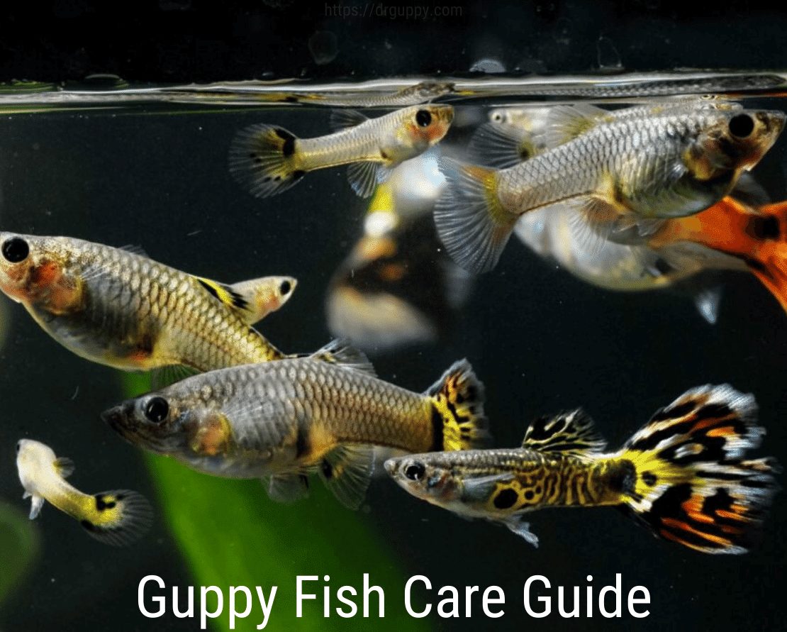 Guppy Fish Guide