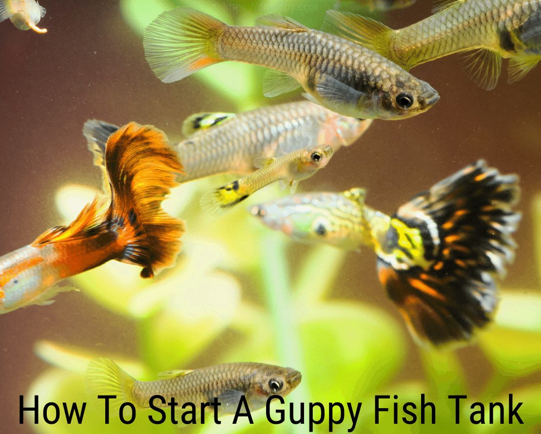 Как да стартирам Guppy Fish Tank?