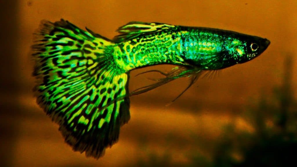 Зелена Metalhead Cobra Guppy