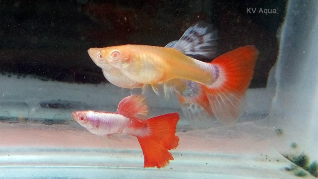 Red Tail Албинос Гупи