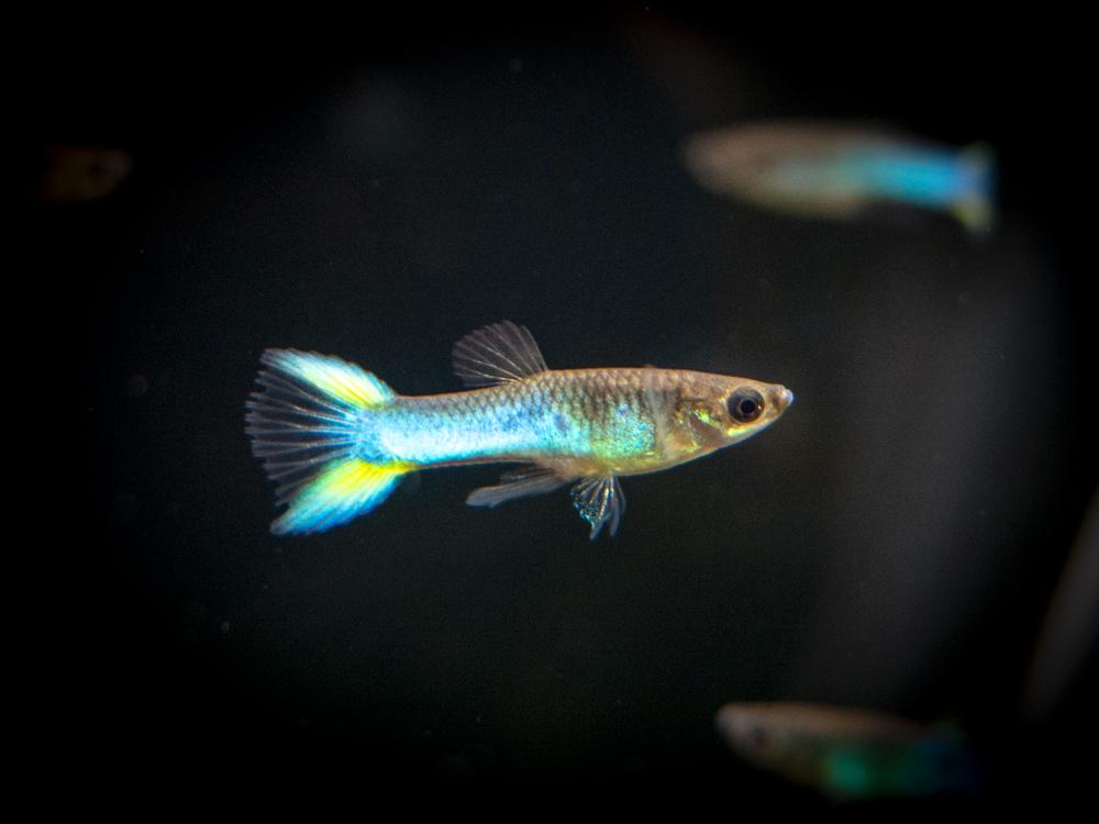 Sky Blue Endler Guppy.