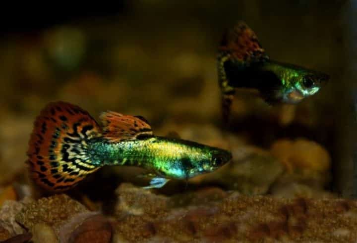 Метална мозаечна опашка Guppy.