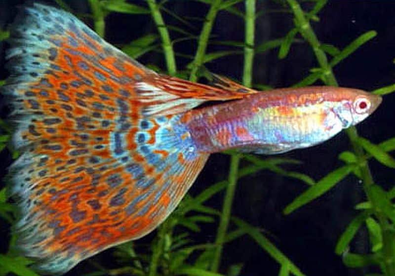 Delta Tail Guppy.