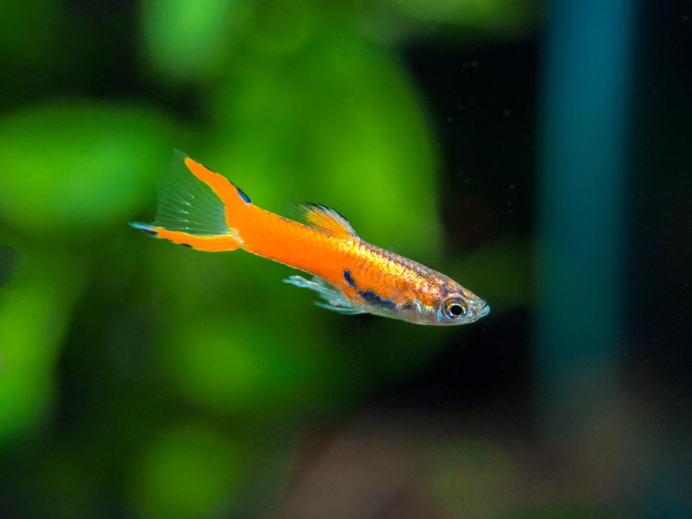 Red Endler Guppy.