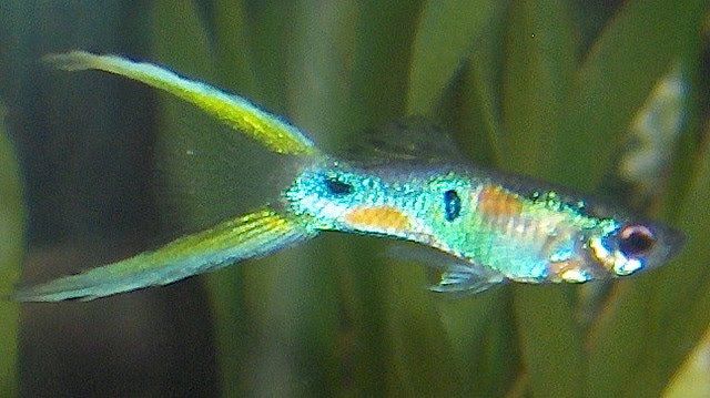 Lyre Tail Guppy