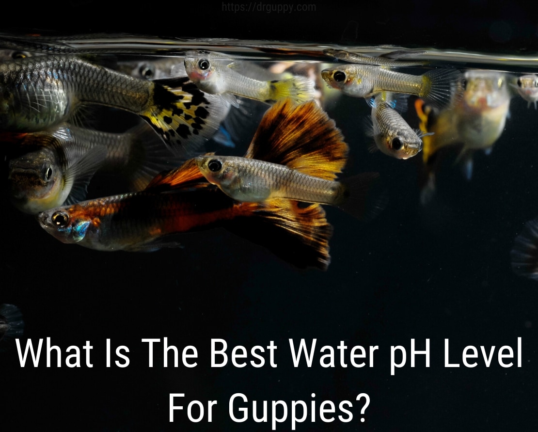 Guppy Fish Water PH ниво - идеален номер