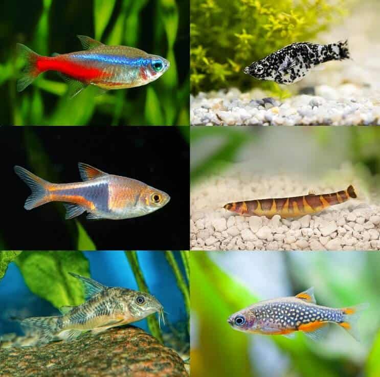Най-добрите партньори на Betta Tank