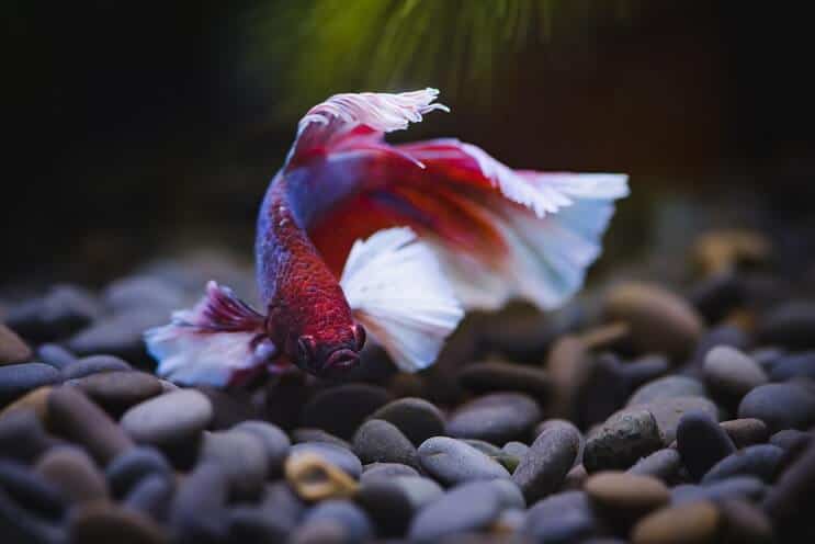 Betta Fish Плуване