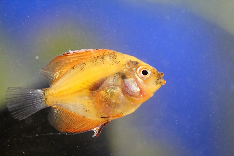 A-Guide-to-Fin-Rot-Treatment