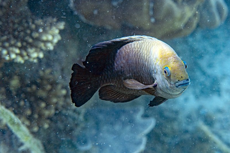 A-Guide-to-Fin-Rot-Treatment