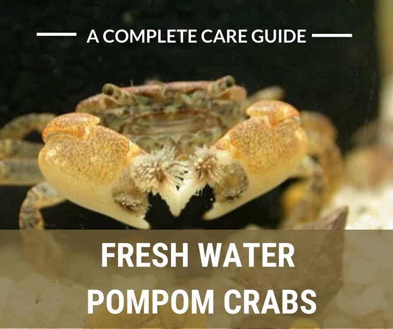 Сладководни Pom Pom Crabs - Пълно ръководство за грижи