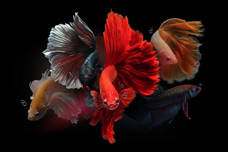 Мъжки Bettas
