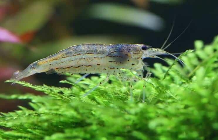 Скариди Amano на Java Moss