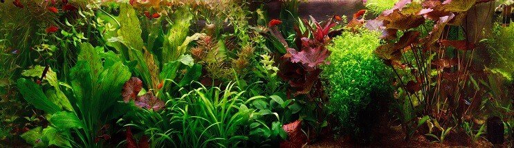 Холандски Aquascape