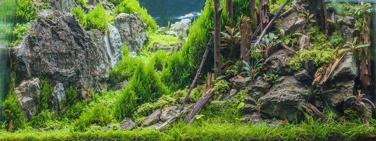 Условия на резервоара за джудже