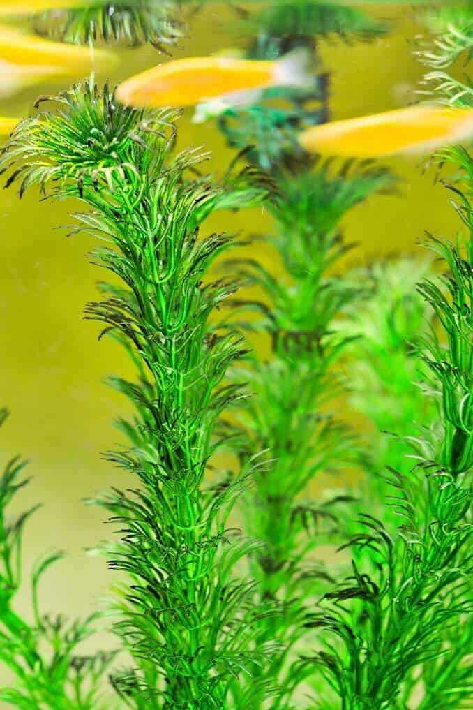 Hornwort: Пълното ръководство за грижи