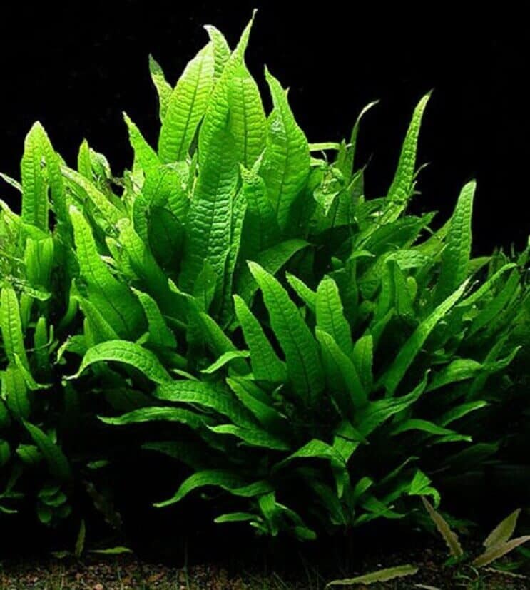 Външен вид на Java Fern