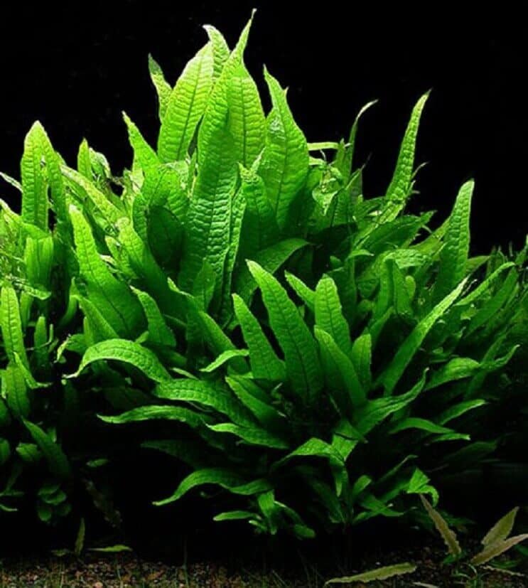 Java Fern: Пълно ръководство за грижи (видове, засаждане и размножаване)