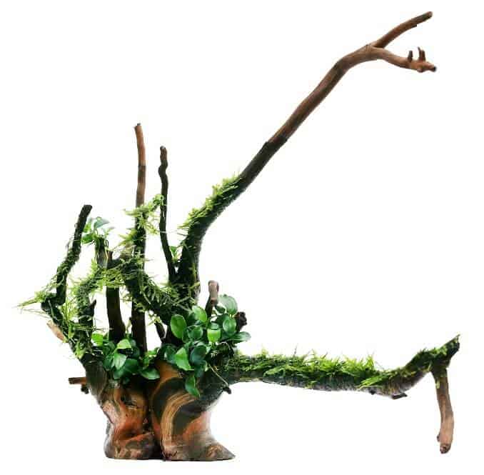 Явов мъх и Anubias върху дърво