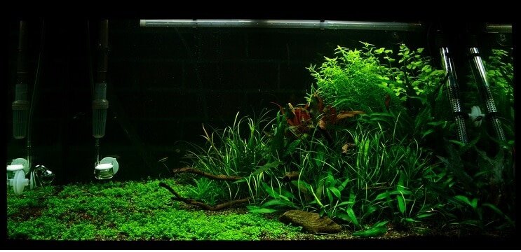 Условия на резервоара Staurogyne repens