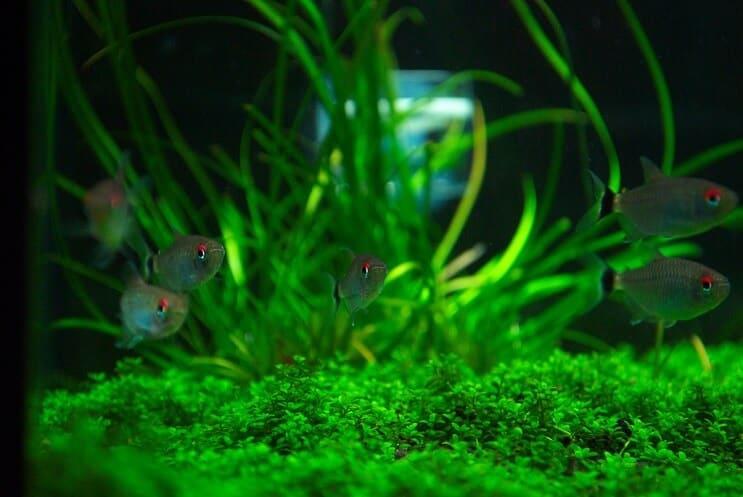 Съдружници за резервоари за Staurogyne Repens