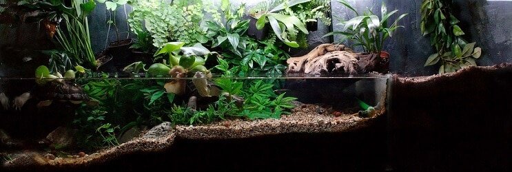 Paludarium Растения