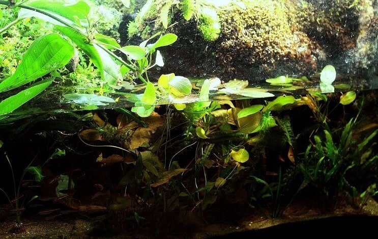 Настройка на Paludarium