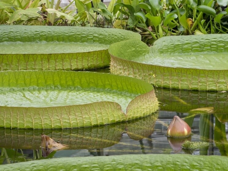 Грижа и поддръжка на WaterLily