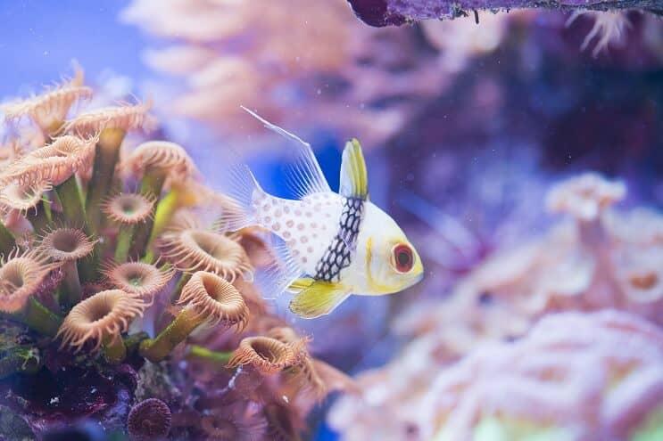 Пижама Cardinalfish