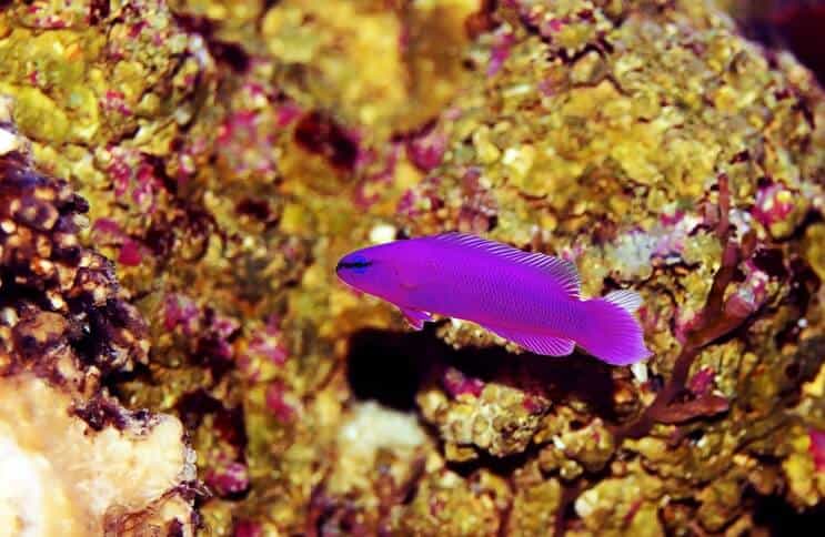 Орхидея Dottyback риба