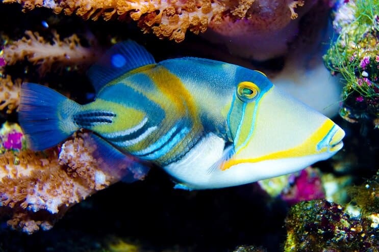 Пикасо Triggerfish