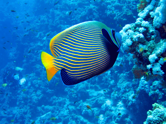 Emperor Angelfish: Пълното ръководство за грижи