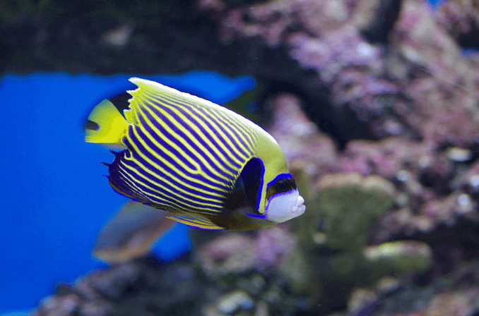 Възрастен император Angelfish